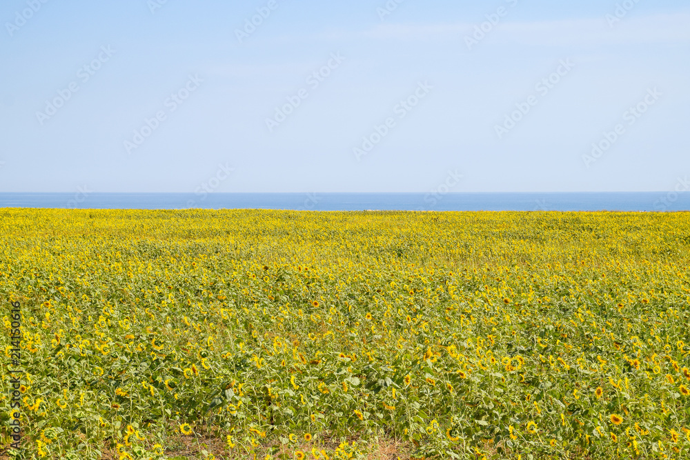 Fototapeta premium A field of sunflower near the sea. Sunflower growing in the field. Bloom