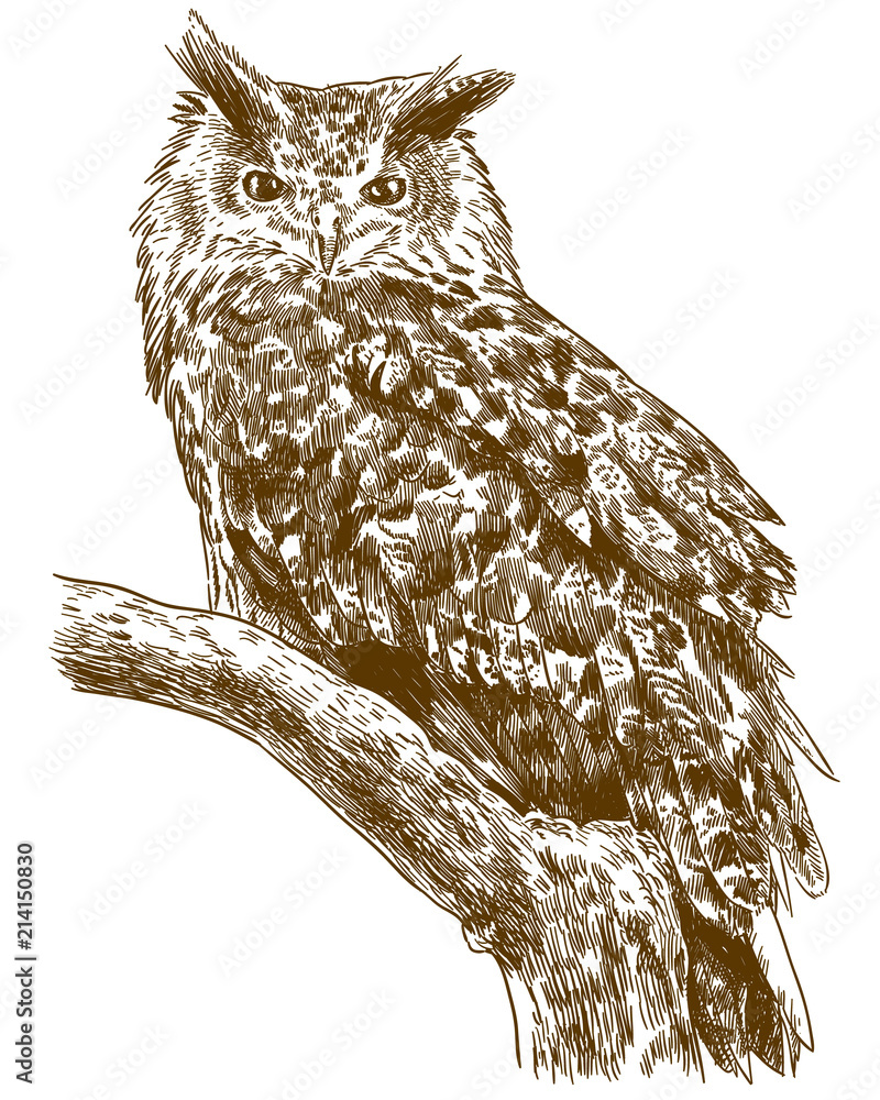 Fototapeta premium engraving drawing illustration of eagle owl