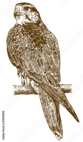 engraving drawing illustration of falcon