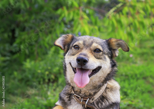 A cute brown puppy peeking out in the garden on a background of bright green ...