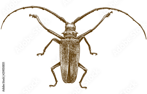 engraving drawing illustration of longhorn beetles