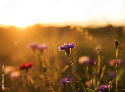 natural background with field blue flowers cornflowers grow in the warm sun