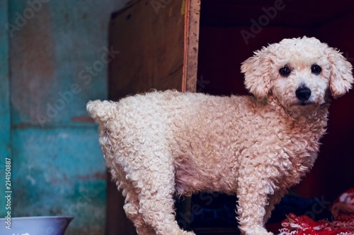 White Poodle dog 