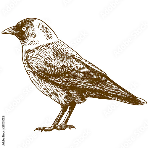 engraving drawing illustration of western jackdaw photo