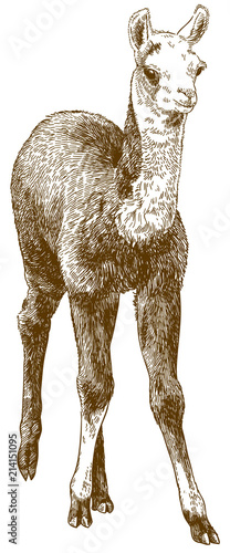 engraving drawing illustration of llama cub or alpaca or guanaco baby