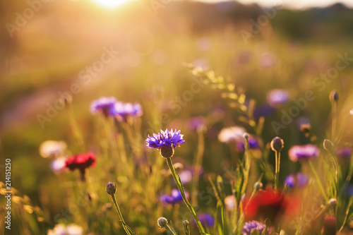 bright background with field blue flowers cornflowers grow in the warm sun