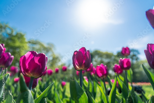 Colorful pink tulip flowering in the garden with blue sky