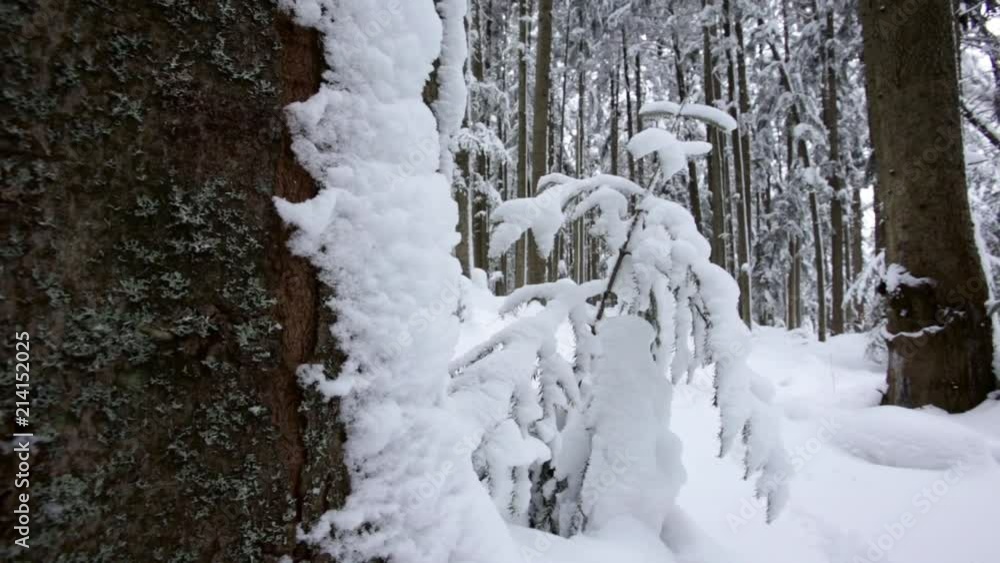 Coniferous winter forest, completely in the snow. Dolly shot. Slow motion. Close up Coniferous winter forest, completely in the snow. Dolly shot. Slow motion. Close up