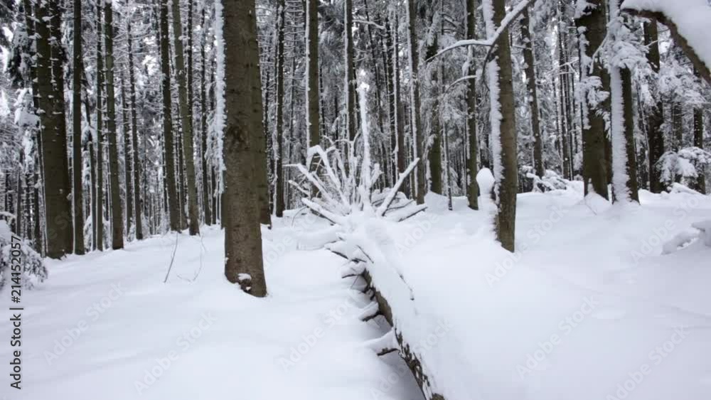Snow lies on the paths in the coniferous forest. Dolly shot. Slow motion. Close up Snow lies on the paths in the coniferous forest. Dolly shot. Slow motion. Close up