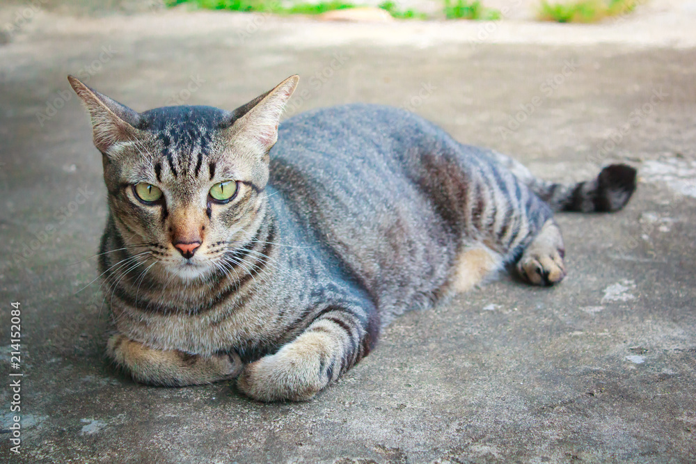 Thai lovely cat.