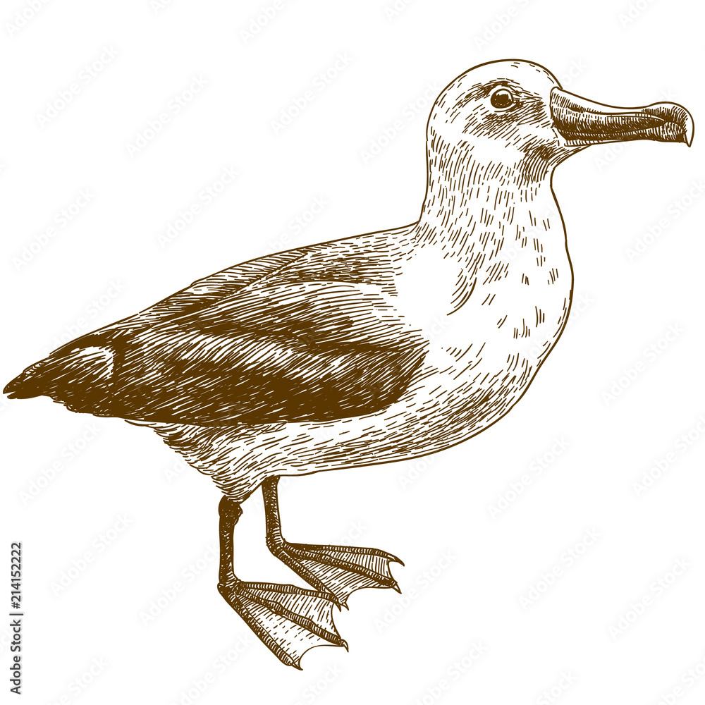 Fototapeta premium engraving drawing illustration of black browed albatross