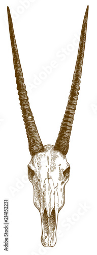 engraving drawing illustration of oryx antelope