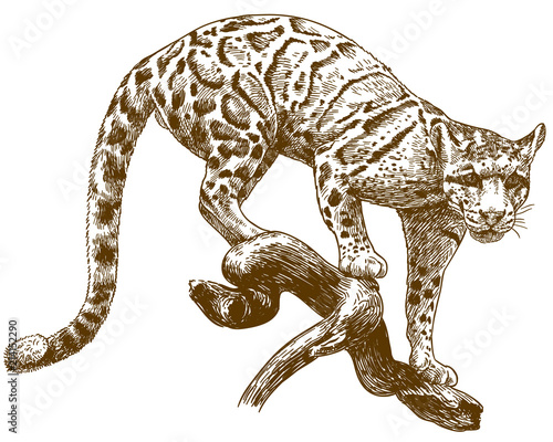 engraving drawing illustration of clouded leopard