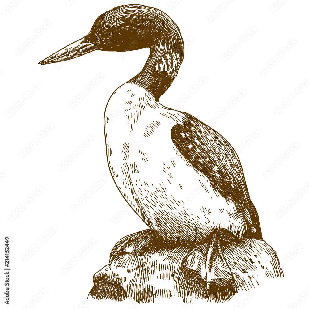 Fototapeta premium engraving drawing illustration of great northern loon