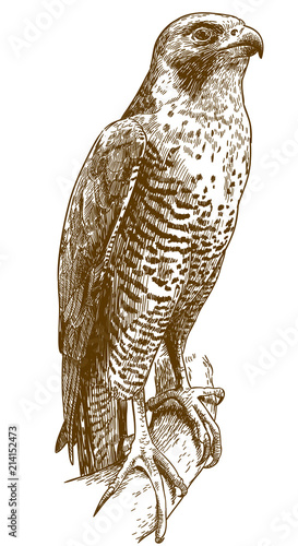 engraving drawing illustration of hawk