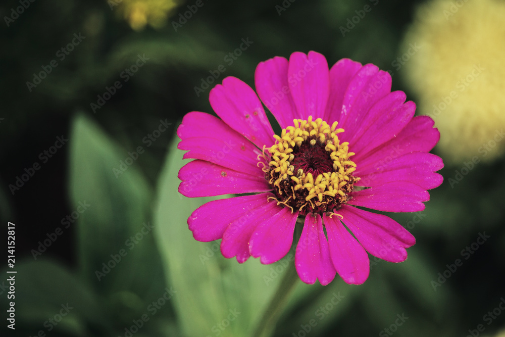 Obraz premium flower in natural environment