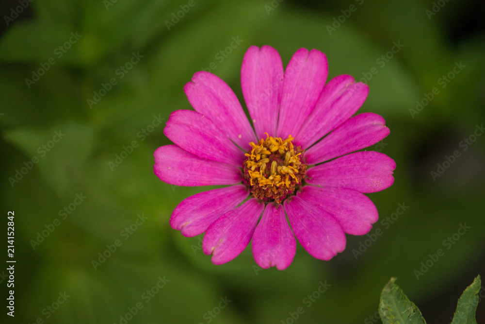 flower in natural environment flower in natural environment