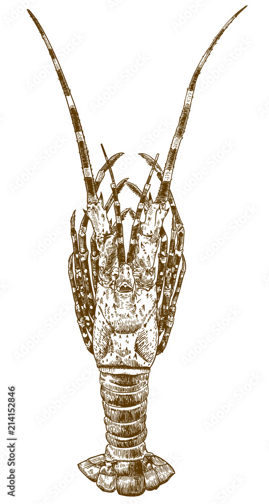 engraving drawing illustration of big spiny lobster