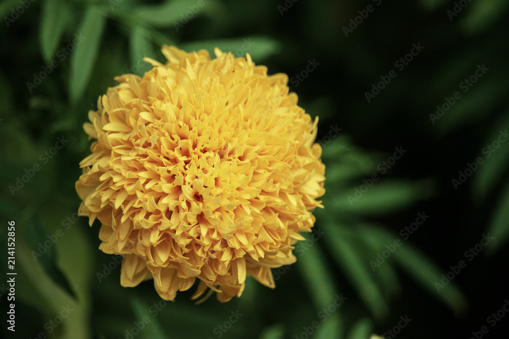 flower in natural environment flower in natural environment