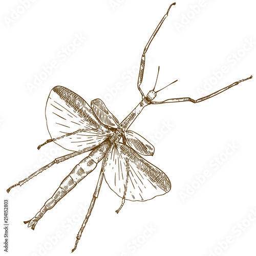 engraving drawing illustration of stick mantis