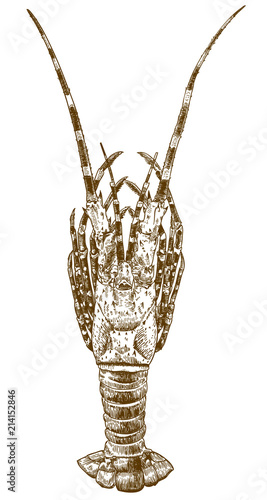 engraving drawing illustration of big spiny lobster