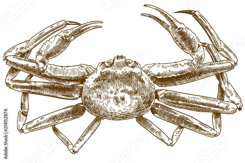 engraving drawing illustration of chionoecetes opilio crab