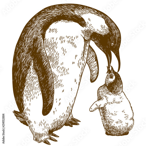 engraving drawing illustration of emperor penguin and nestling