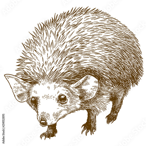 engraving drawing illustration of long eared hedgehog