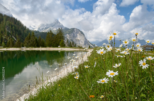 Daisies by Ehrwalder Almsee, beautiful mountain lake in the Alps, Tyrol, Austria photo