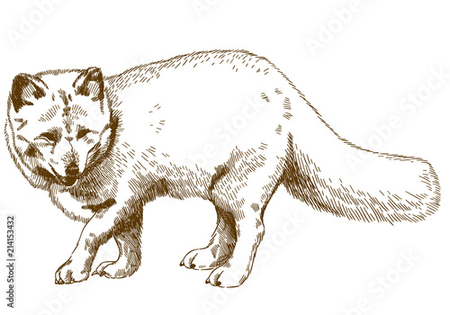 engraving drawing illustration of arctic fox