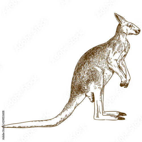 engraving drawing illustration of big kangaroo