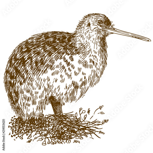engraving drawing illustration of kiwi bird