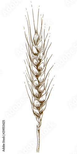 engraving drawing illustration of wheat ear