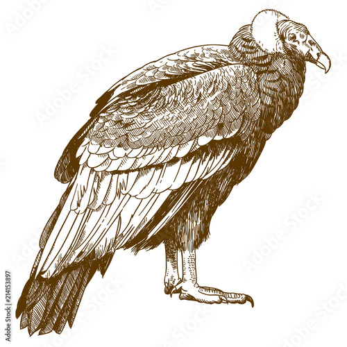 engraving drawing illustration of condor photo