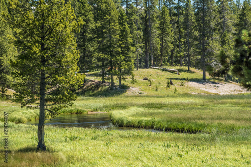 Meadow - Yellowstone National Park photo