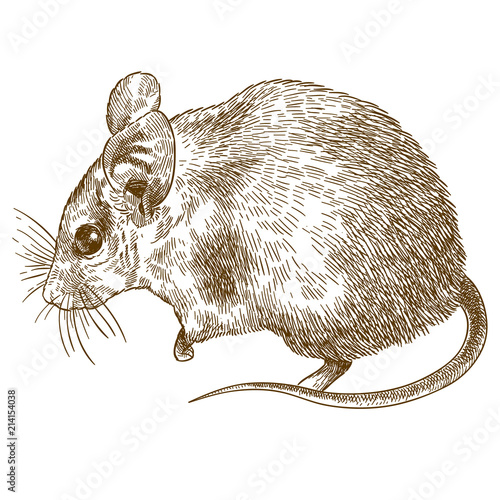 engraving drawing illustration of spiny mouse