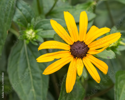 Black-Eyed Susan