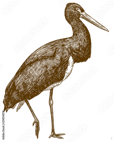 engraving drawing illustration of black stork