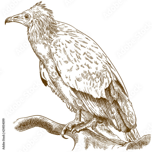 engraving illustration of egyptian vulture photo