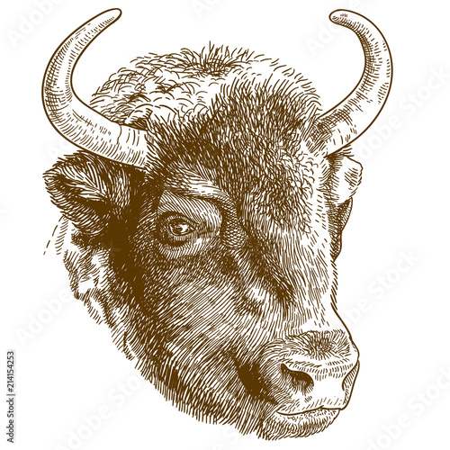 engraving illustration of bison head