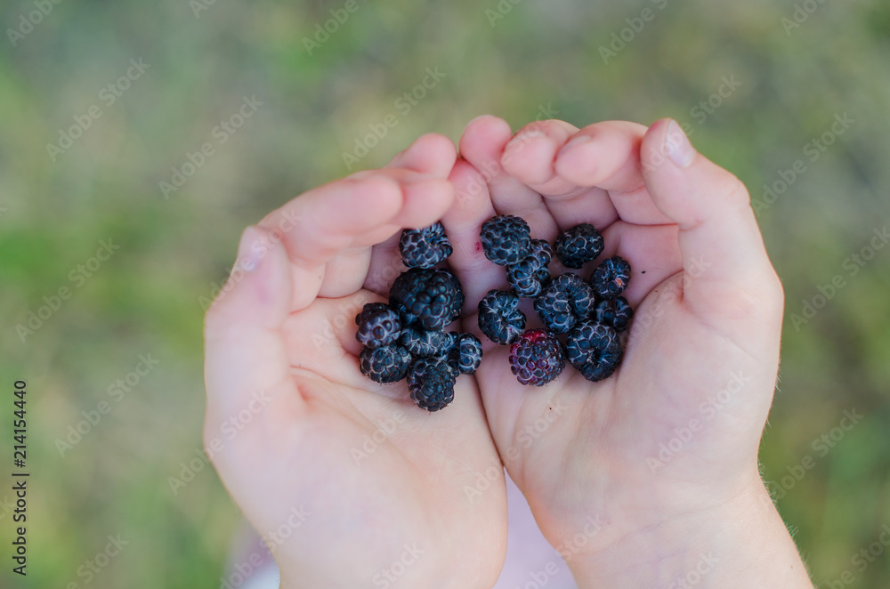 Close-up of Cumberland Black raspberries in child hands Close-up of Cumberland Black raspberries in child hands