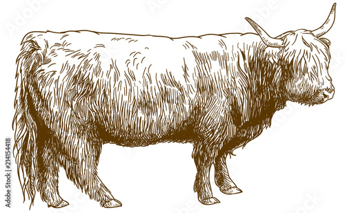 engraving  illustration of Highland cattle cow