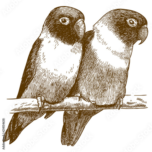 engraving  illustration of yellow-collared lovebird