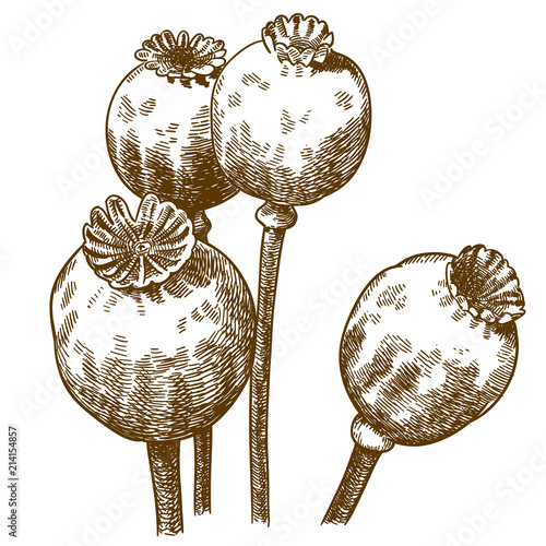 engraving illustration of four poppy pod