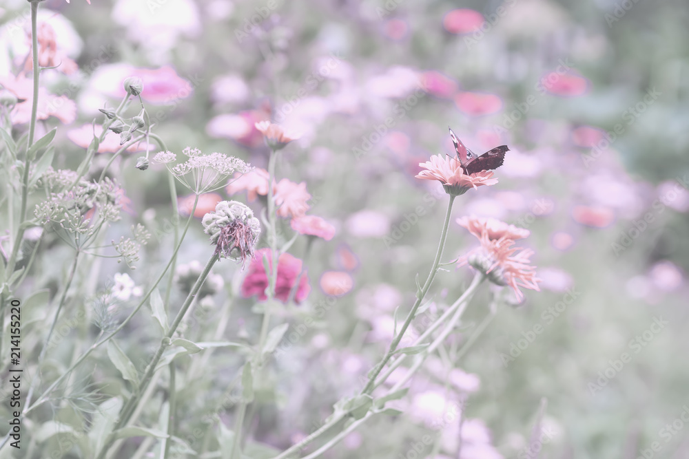 Gentle natural floral background in pastel pink purple colors with soft focus. Beautiful summer meadow with flowers, grass and flying butterfly Gentle natural floral background in pastel pink purple colors with soft focus. Beautiful summer meadow with flowers, grass and flying butterfly