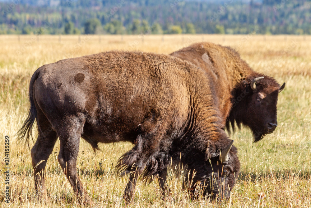 Two Adult Bison Grazing in a Meadow, Grand Teton National Park, Wyoming Two Adult Bison Grazing in a Meadow, Grand Teton National Park, Wyoming