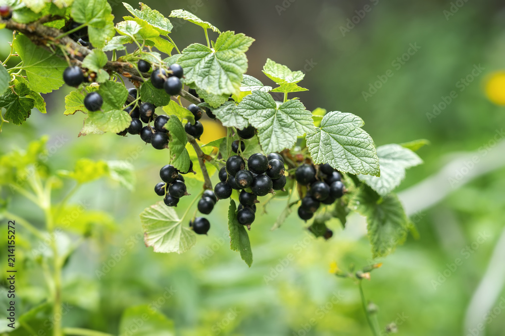 Branch with ripe berries of black currant. Natural summer background