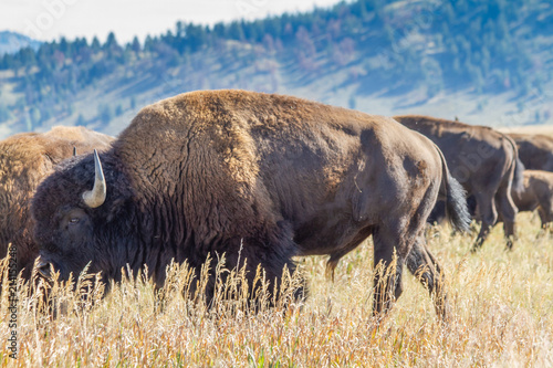 Large Bull Bison Grazing in Grand Tetons National Park