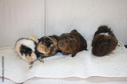Obraz na płótnie Meerschweinchen Gruppe