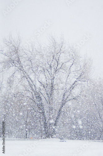 Winter scenery from Colorado